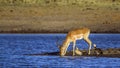 Common Impala and egyptian goose in Kruger National park, South