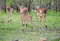 Common Impala Herd