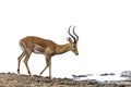Common Impala in Kruger National park, South Africa