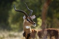 Common Impala in Kruger National park, South Africa Royalty Free Stock Photo