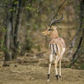 Common Impala in Kruger National park, South Africa Royalty Free Stock Photo