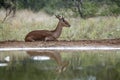 Common Impala in Kruger National park, South Africa