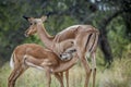 Common Impala in Kruger National park, South Africa