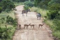 Common impala and plain zebra in Kruger National park, South Africa