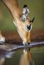 Common Impala in Kruger National park, South Africa Royalty Free Stock Photo