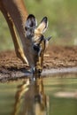 Common Impala in Kruger National park, South Africa Royalty Free Stock Photo