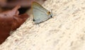 Common Imperial (Cheritra Freja Frigga) on The Ground