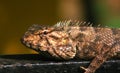 Common Indian chameleon..macro shot