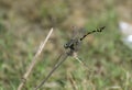 Common Indian Club-tail Dragon Fly Macro Shot