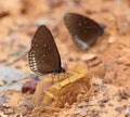 Common Indian Crow butterfly (Euploea core Lucus) Royalty Free Stock Photo