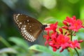 Common Indian crow butterly