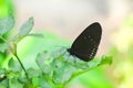 The Common Indian Crow Euploea core godartii