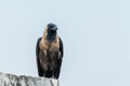 House crow perched Royalty Free Stock Photo