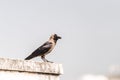 House crow perched Royalty Free Stock Photo