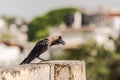 House crow perched Royalty Free Stock Photo