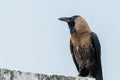 House crow perched Royalty Free Stock Photo