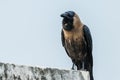 House crow perched Royalty Free Stock Photo