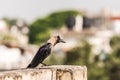 House crow perched Royalty Free Stock Photo