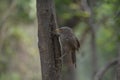 Common indian Jungle Blabber bird Royalty Free Stock Photo