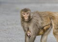 Common Indian monkey, rhesus Macaque carrying her baby gazing at the camera soulfully in all hopes Royalty Free Stock Photo