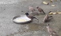 Common Indian Myna Bird Eating Food Royalty Free Stock Photo