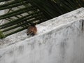 Common Indian Myna Or Bird Resting On A Wall