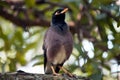 Common Indian Myna