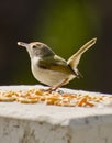 A common indian tailor bird