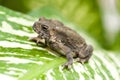 Common Indian toad