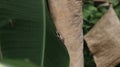 A Common Indian tree frog sitting on top of a banana leaf Royalty Free Stock Photo