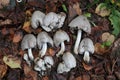 Common ink cap Coprinus atramentarius mushrooms in wild Royalty Free Stock Photo