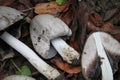 Common ink cap Coprinus atramentarius mushrooms in wild Royalty Free Stock Photo