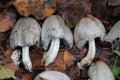 Common ink cap Coprinus atramentarius mushrooms in wild Royalty Free Stock Photo