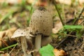 Common Ink Cap Mushrooms Growing on Forest Floor Royalty Free Stock Photo