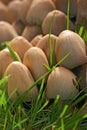 Common Ink Caps or mushrooms growing on green grass outdoors on the lawn or local park. A cluster of a species of fungus Royalty Free Stock Photo