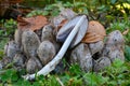 Common inkcap, cross section Royalty Free Stock Photo