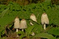 Common ink cap mushrooms in between green leaves , selective focus