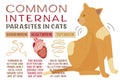 Common internal parasites in cats. Landscape poster