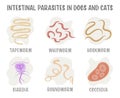 Common internal parasites in dog and cats. Vector illustration