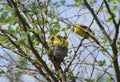 Common iora birds family Royalty Free Stock Photo