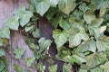 Common Ivy climbing evergreen plant, latin name Hedera Helix, covering wooden shed.