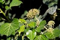 Common ivy (Hedera helix) in blossom, evergreen foliage and bloo