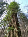 Common ivy Hedera helix, European ivy or der Gemeine Efeu in the natural protection zone Aargau Reuss river plain Royalty Free Stock Photo