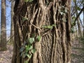 Common ivy Hedera helix, European ivy or der Gemeine Efeu in the natural protection zone Aargau Reuss river plain Royalty Free Stock Photo