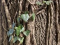 Common ivy Hedera helix, European ivy or der Gemeine Efeu in the natural protection zone Aargau Reuss river plain Royalty Free Stock Photo