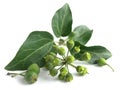 Common ivy Hedera helix isolated