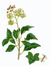 Common Ivy sprig (Hedera helix) Royalty Free Stock Photo