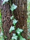 Common Ivy on the Trunk of a Tree Royalty Free Stock Photo