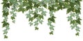 Common ivy vine on white background vector illustration