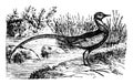 Common Jacana, vintage illustration